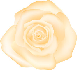 botanic garden yellow rose flower