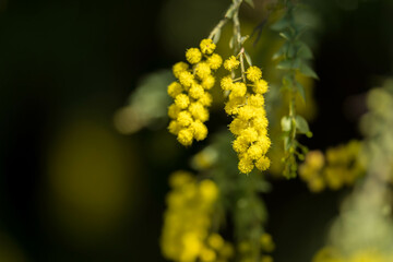 wattle blooming in the royal botanical garden 