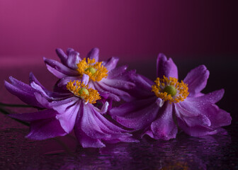 purple, pink anemones with water drops, purple background