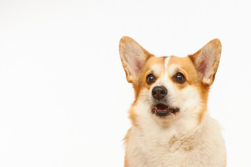 Studio portrait of a Pembroke Welsh Corgi dog on a white background.