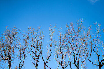 family together in a park in spring time 