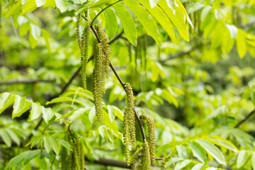 The branch of Manchurian nut-tree Juglans mandshurica with catkins. natural spring background