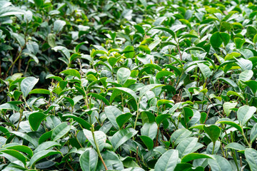 Beautiful green tea crop garden rows scene, design concept for the fresh tea product.