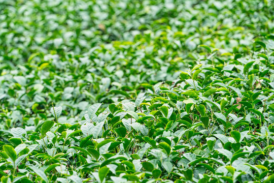 Beautiful green tea crop garden rows scene, design concept for the fresh tea product.