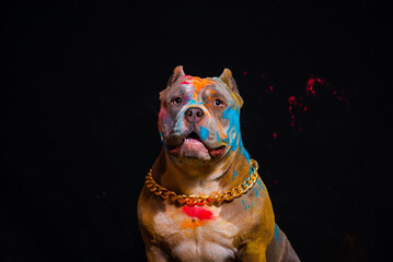 Portrait of a fighting dog in paint on a black background. - 535227256