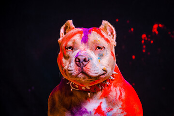 Portrait of a fighting dog in paint on a black background. - 535227442