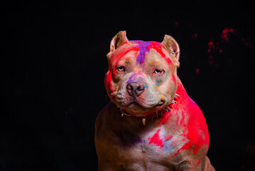 Portrait of a fighting dog in paint on a black background.