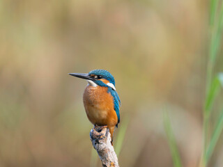 kingfisher on the branch