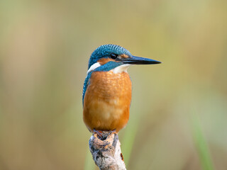 kingfisher on the branch