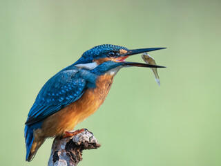kingfisher on a branch