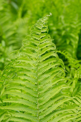 Beautiful fern leaf texture in nature. Natural ferns blurred background. Fern leaves Close up. background nature concept.