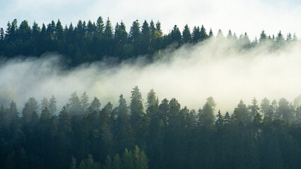 Amazing mystical rising fog forest trees landscape in black forest ( Schwarzwald ) Germany panorama banner - Dark mood.... - obrazy, fototapety, plakaty