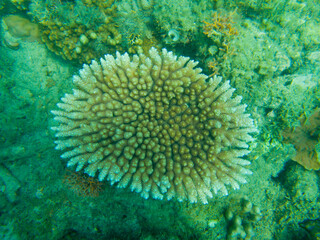 coral on the great barrier reef in queensland australia