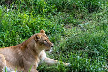 Panthera leo, lioness sitting on the grass resting, guadalajara zoo, mexico