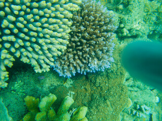 coral on the great barrier reef in queensland australia