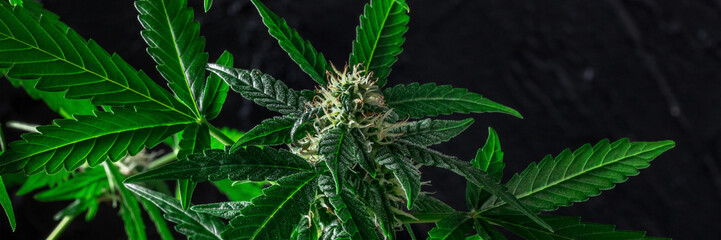 Blooming cannabis plant panorama on a black background. Green leaves and flowers with white and yellow stigmas