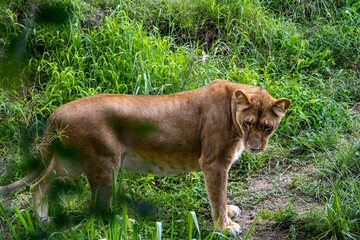 Panthera leo, lioness sitting on the grass resting, guadalajara zoo, mexico