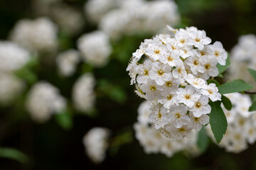 Macro Lobularia maritima flowers syn. Alyssum maritimum, common name sweet alyssum or sweet alison , a plant typically used as groundcover.