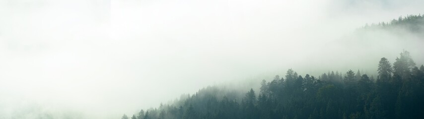 Amazing mystical rising fog forest trees landscape in black forest ( Schwarzwald ) Germany panorama banner - Dark mood....