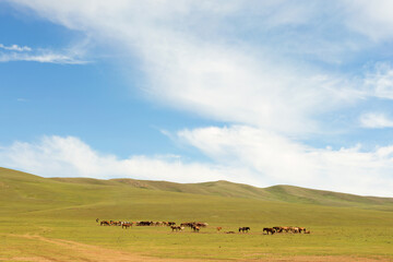 Herd of horses in the pasture in the steppe