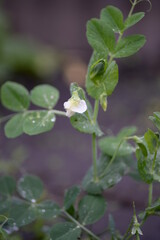 green young peas, pea leaves, white flowers of the legume family, after rain close-up on the background of black earth, Ukrainian land, autumn harvest, green pea mustache, organic, microgreen