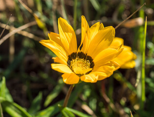 Close up of a Gazania flower. African daisy with bright yellow petals and attractive brown marking. Selective focus