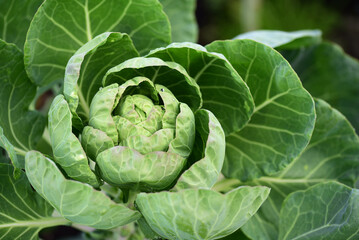 Brussel sprouts growing on an allotment in autumn