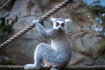 lemur monkeys - yellow eyed monkey