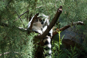 lemur monkeys - yellow eyed monkey