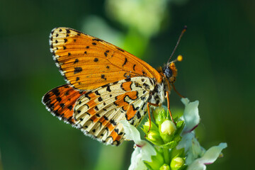 Glanville Fritillary, Melitaea cinxia, butterfly and spring wildflowers