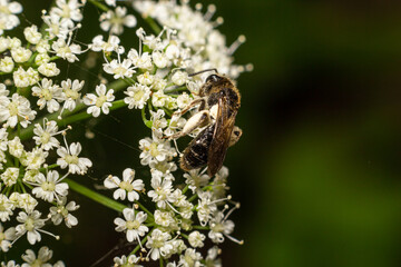Bee Gathering Pollen from a White Flower on a Summer Day. close up