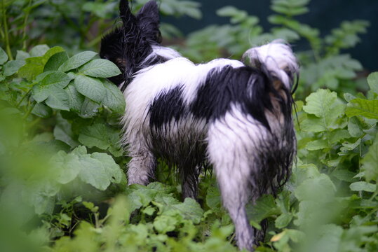 Dirty dog black and white papillon in rainy weather with wet coat toy continental spaniel on a green background - Powered by Adobe