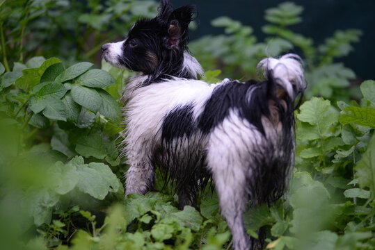 Dirty dog ​​black and white papillon in rainy weather with wet coat toy continental spaniel on a green background
