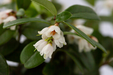macro White flowers of Vaccinium vitis-idaea lingonberry, partridgeberry, mountain cranberry or cowberry selective focus