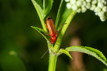 Rhagonycha fulva, the common red soldier beetle on a leaf of grass. Macro shot, beautiful blurred background