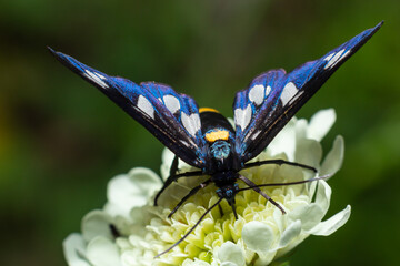 Close up of a nine spotted moth Amata phegea with spread wings
