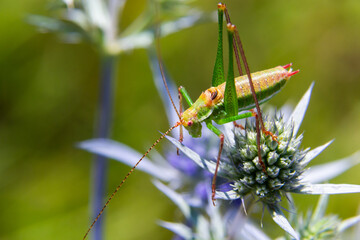 green grasshopper with black, green and white stripes on his back, sitting on a blue thistle amethyst eryngo flower - Eryngium amethystinum. close up with details. horizontal
