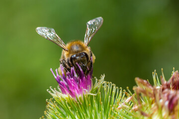 Bee on lesser burdock bud close-up view with selective focus on foreground