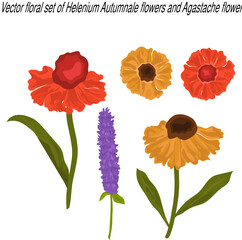 Vector florals set of Helenium Autumnale flowers and agastache flower. Vector illustration.