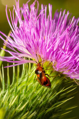Mirid bug on thistle flower. summer sunny day natural environment