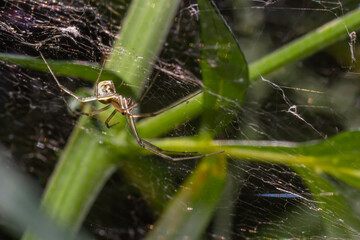 Natural Linyphia Triangularis Spider, summer sunny day natural environment. Macro Photo