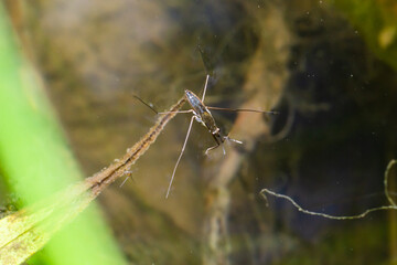 A common water strider Gerris lacustris on a green water surface