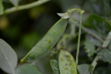 green young peas, pea leaves, white flowers of the legume family, after rain close-up on the background of black earth, Ukrainian land, autumn harvest, green pea mustache, organic, microgreen
