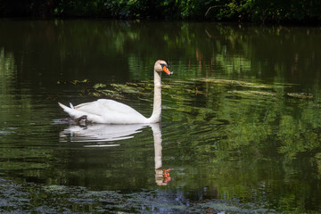 Mute swan Cygnus olor gliding across a river. summer sunny day natural environment
