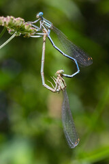 White legged damselfly or blue featherleg female sitting on a leaf of grass. Side view, close up. Blurred light natural background. Genus species Platycnemis pennipes