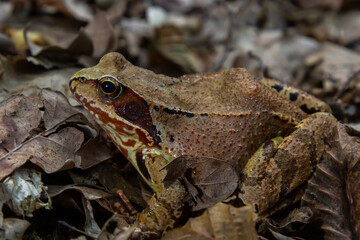 Common frog or grass frog Rana temporaria brown leaves