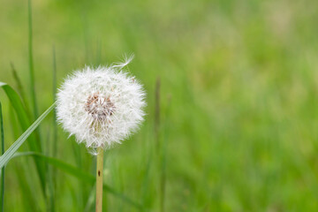 Closed Bud of a dandelion. Dandelion white flowers in green grass.