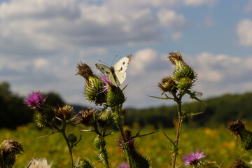 Female European Large Cabbage White butterfly Pieris brassicae feeding on a thistle flower