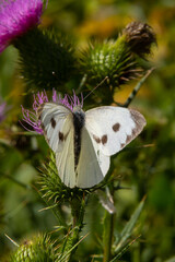 Female European Large Cabbage White butterfly Pieris brassicae feeding on a thistle flower
