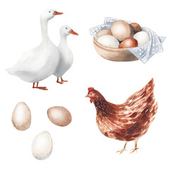 Watercolor hand drawn hen, goose and eggs. Farm illustaration